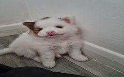 Pomeranian dogs for sale: Beautiful Pomeranians  - Image 14