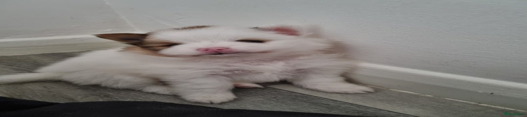 Pomeranian Puppy 3