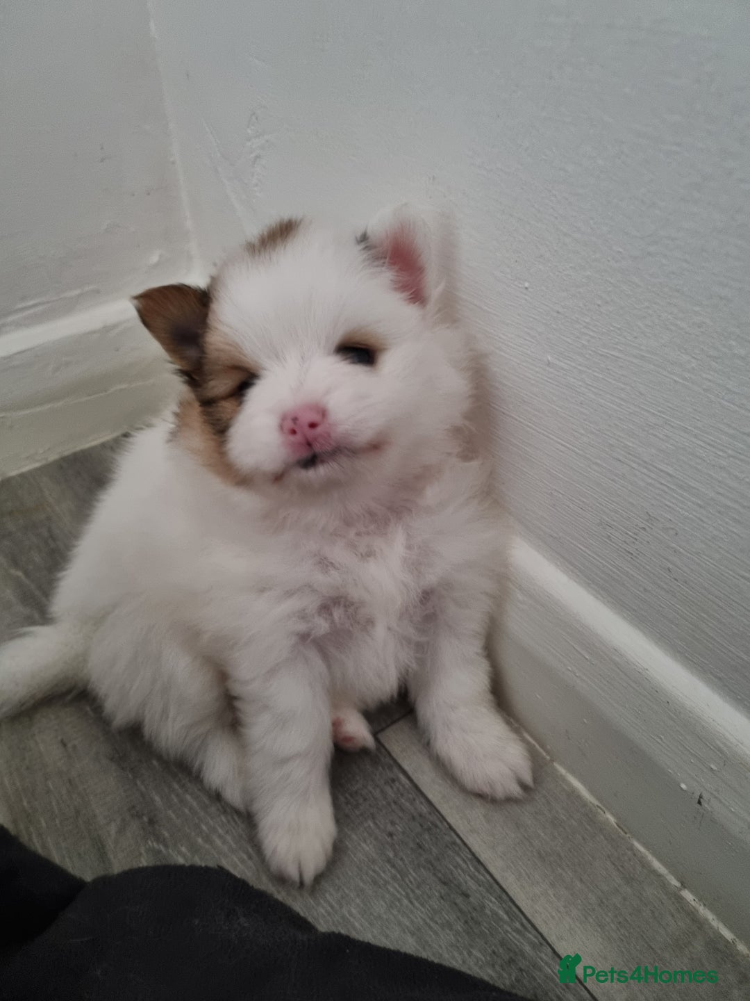 Pomeranian dogs for sale: Beautiful Pomeranians  - Image 14