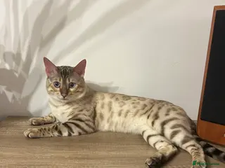 Bengal cats Beautiful bengal for stud - Advert 1