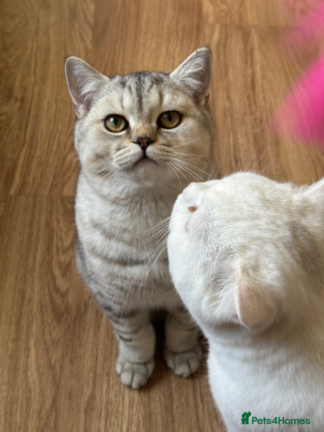 British Shorthair cats for sale: Gorgeous British Longhair & Shorthair Kittens - Advert 31