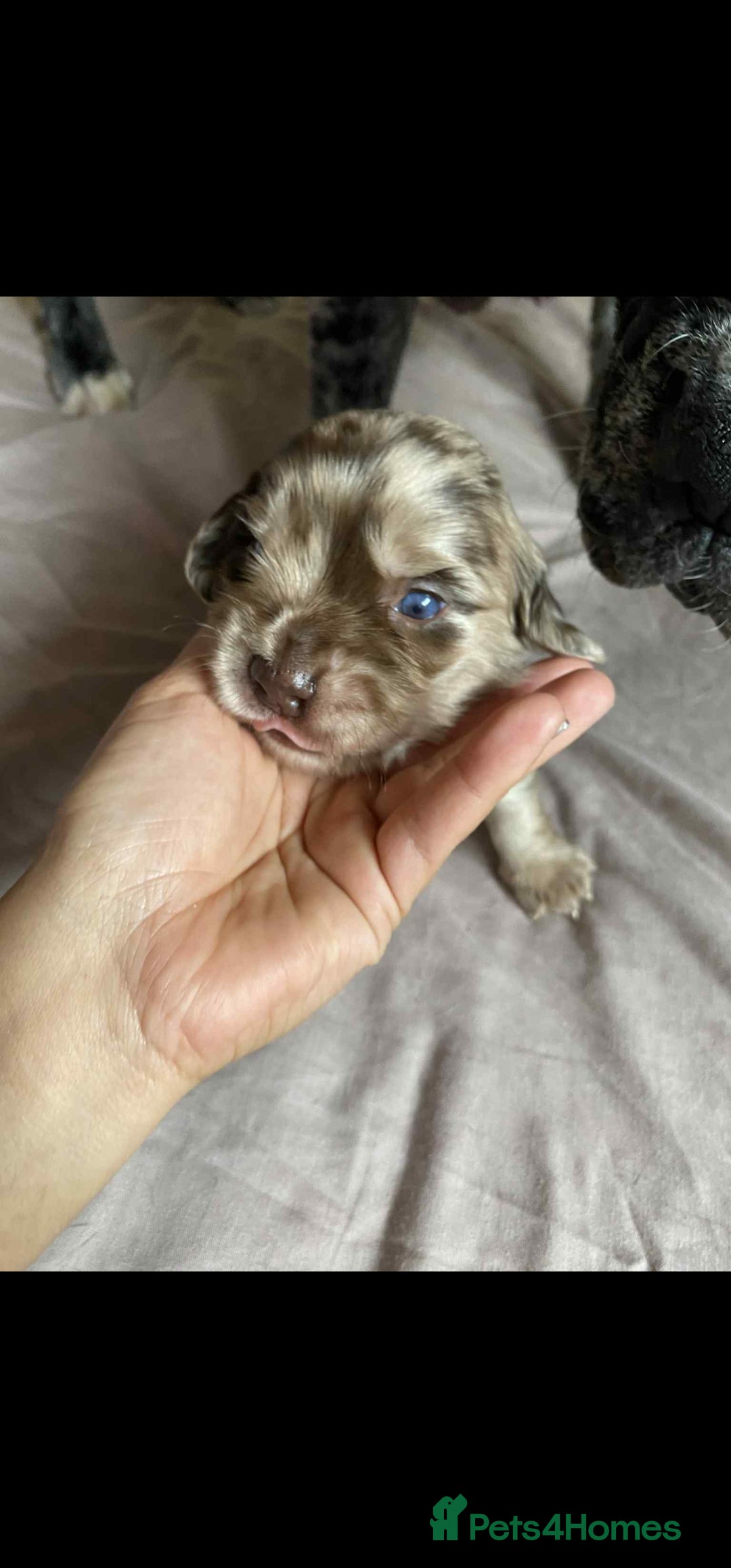 Dachshund dogs for sale: Miniature Dachshund cross pup - Image 7