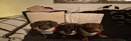 Miniature Dachshund dogs for sale: Mini dachshund puppies 🐶 available now - Advert 3