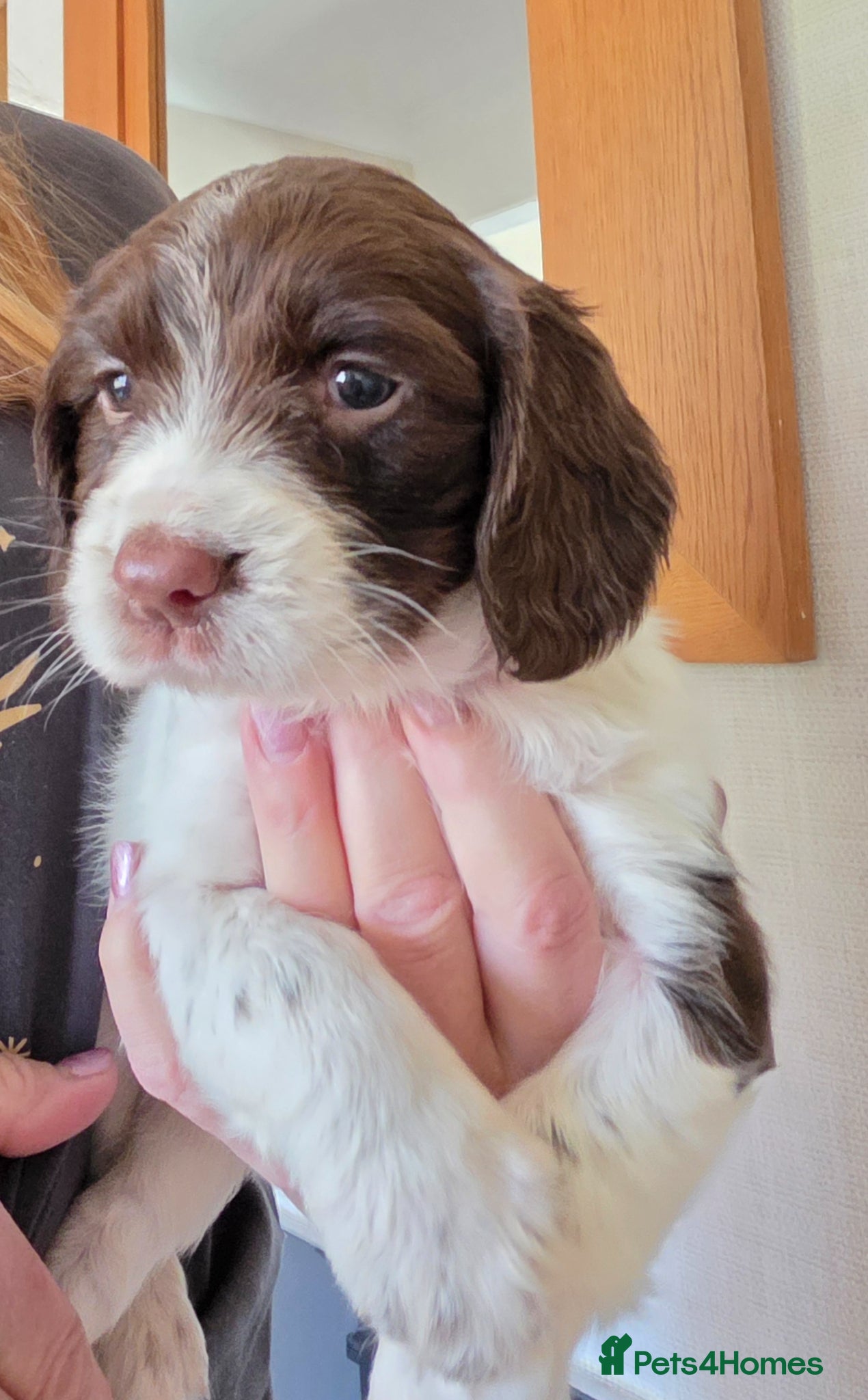 English Springer Spaniel dogs Springer spaniel pups - Advert 1