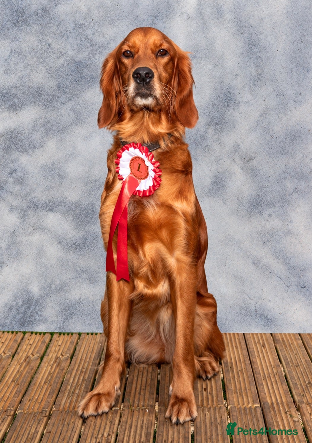 Mixed Breed dogs Golden Irish  - Advert 9