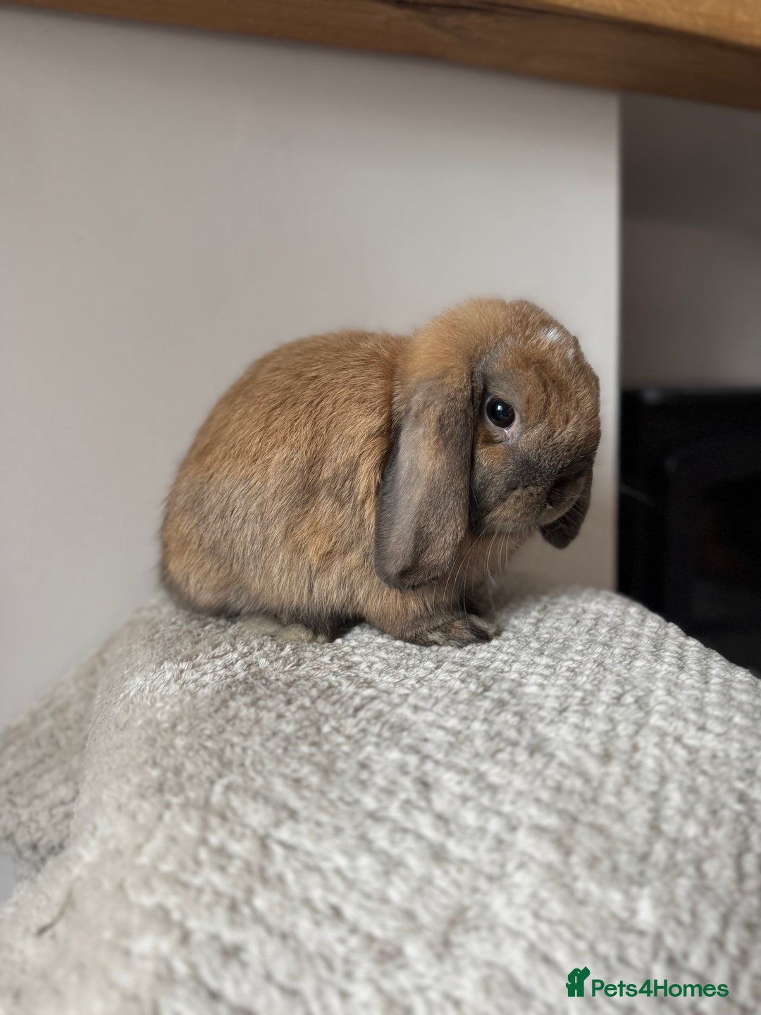 Mini Lop rabbits for sale: Pure Bred Mini lops  - Image 8