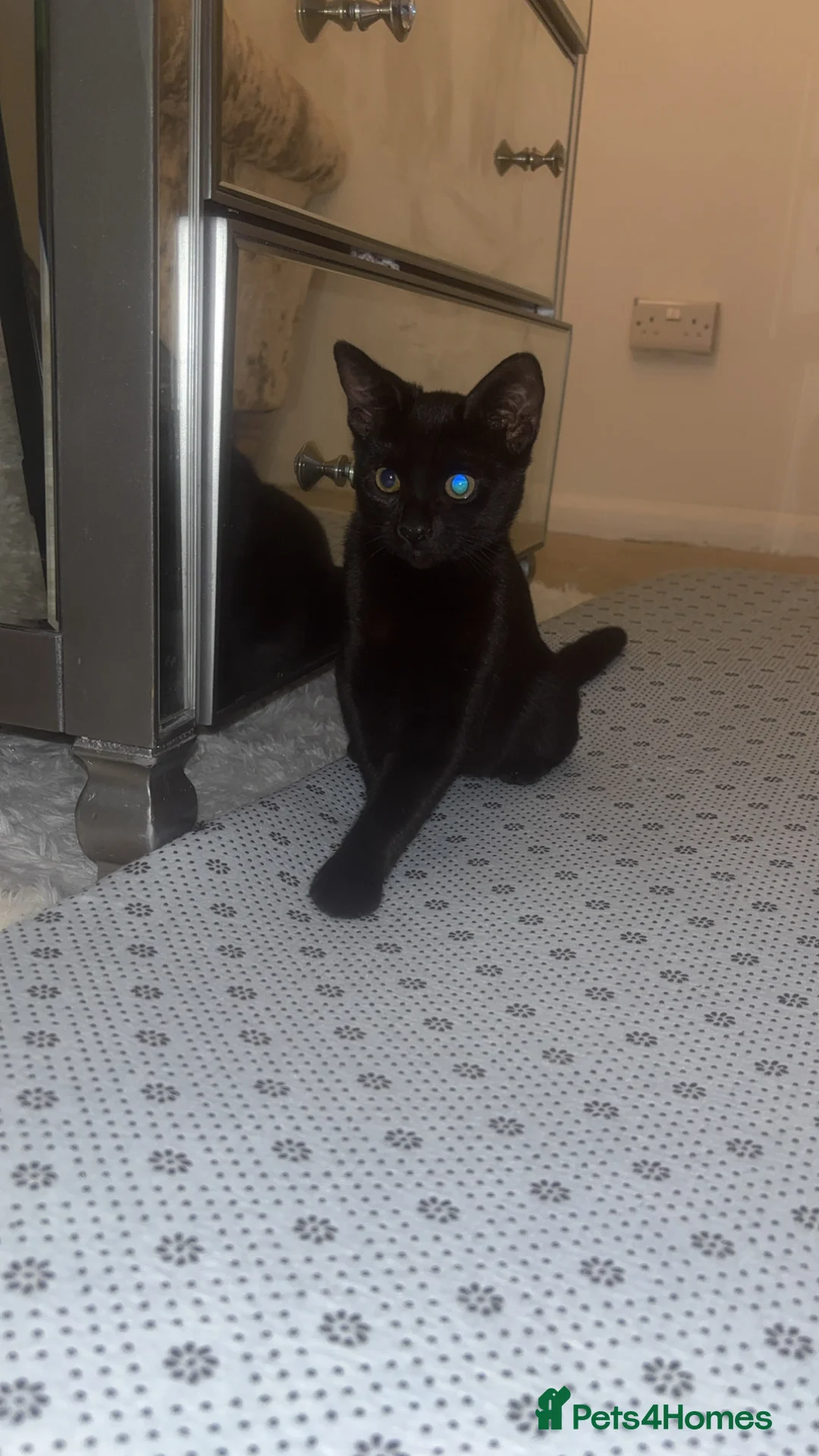 Mixed Breed cats for sale: kittens for sale in gravesend in Gravesend - Advert 2
