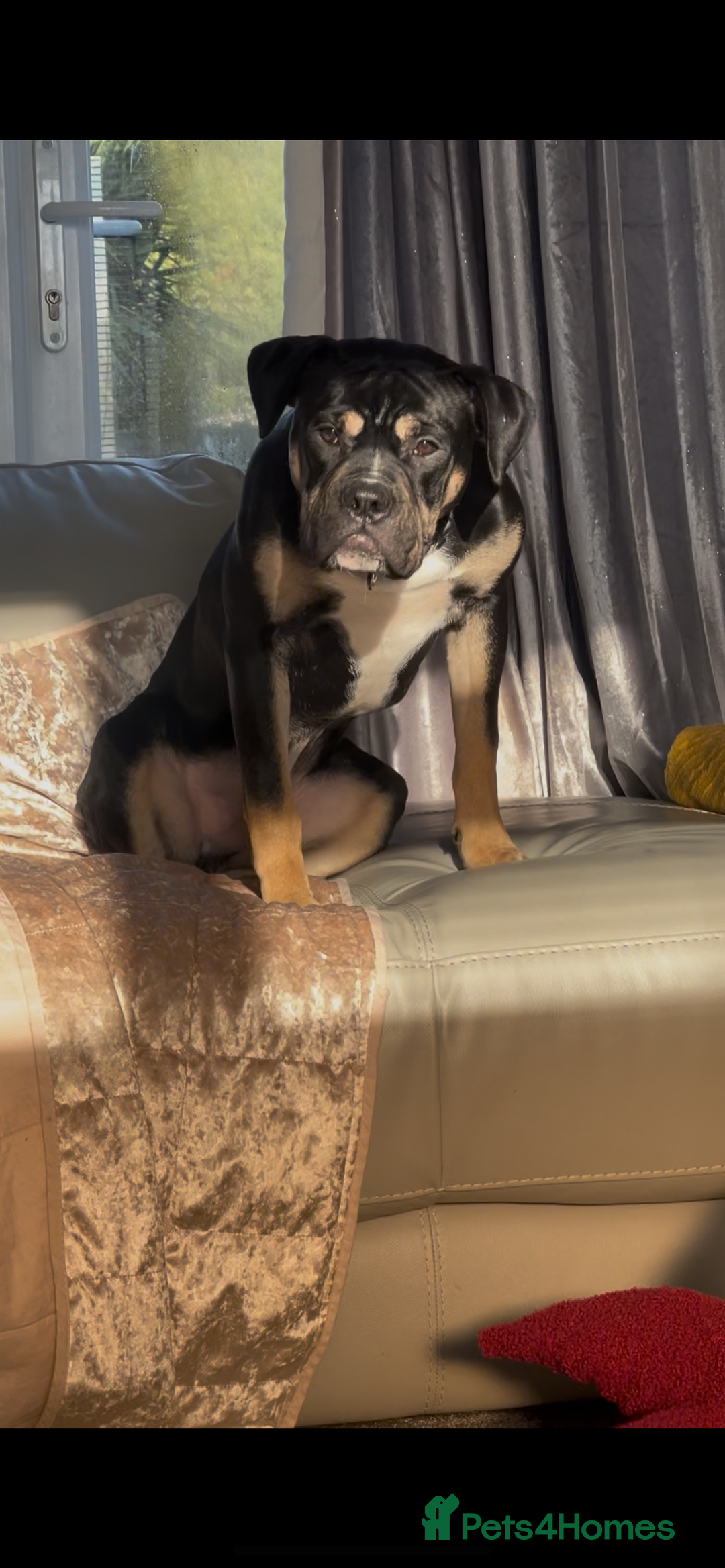 Mixed Breed dogs for sale: Bronson /olde Tyme bulldog/ staffy  - Advert 2