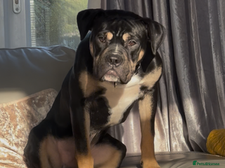 Mixed Breed dogs Bronson /olde Tyme bulldog/ staffy - Advert 1