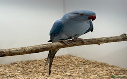 Ringnecks birds for sale: Violet Ringneck Parakeet  - Advert 2