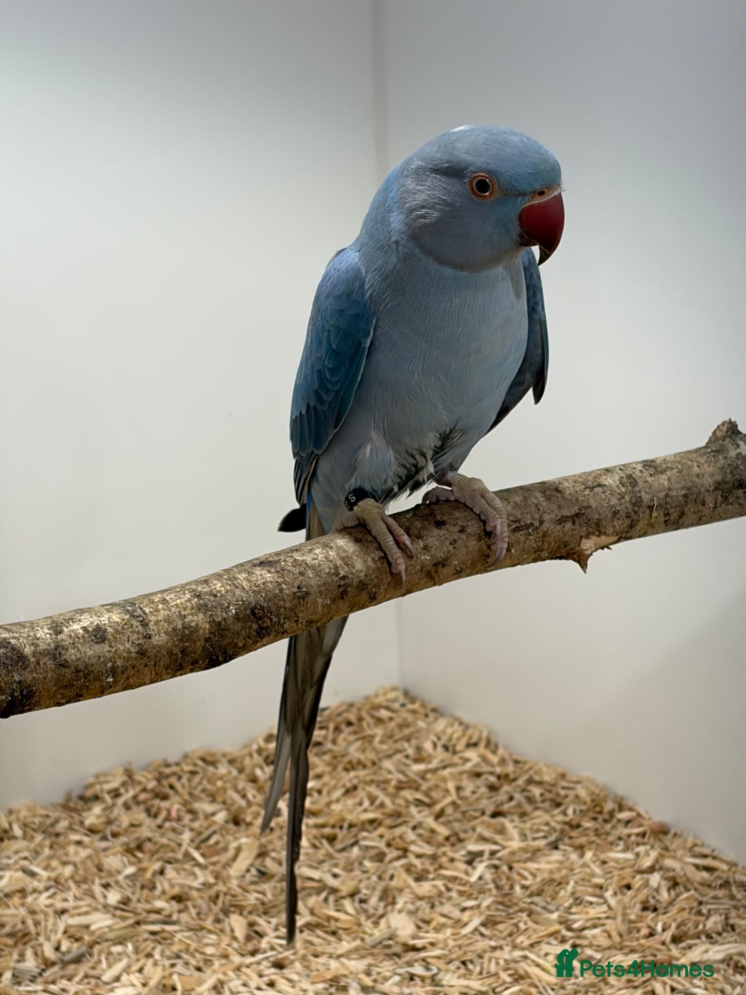 Ringnecks birds for sale: Violet Ringneck Parakeet  - Advert 2