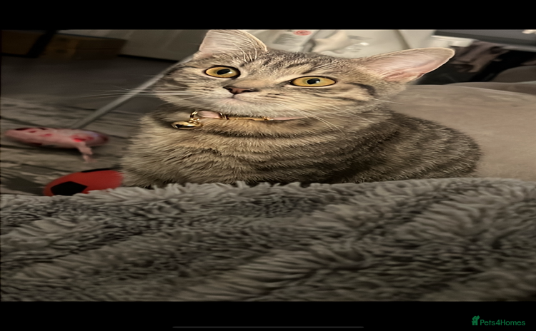 British Shorthair cats for sale - Advert 1