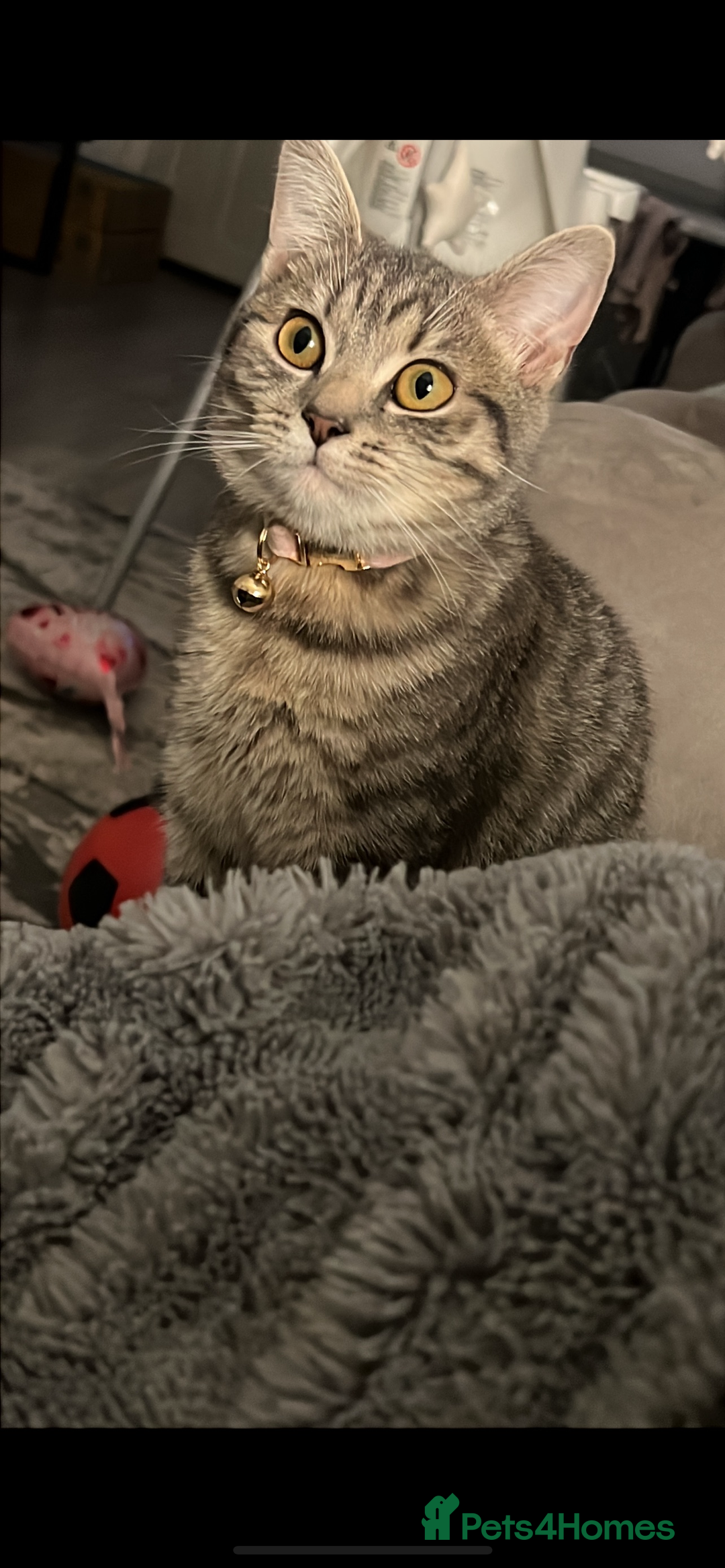 British Shorthair cats for sale: For sale British shorthair  - Image 1
