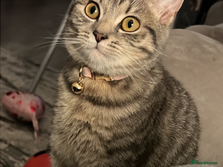 British Shorthair cats For sale British shorthair - Advert 13