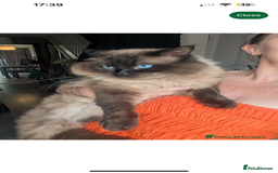 Ragdoll cats for sale: Stunning ragdoll kittens  - Advert 9