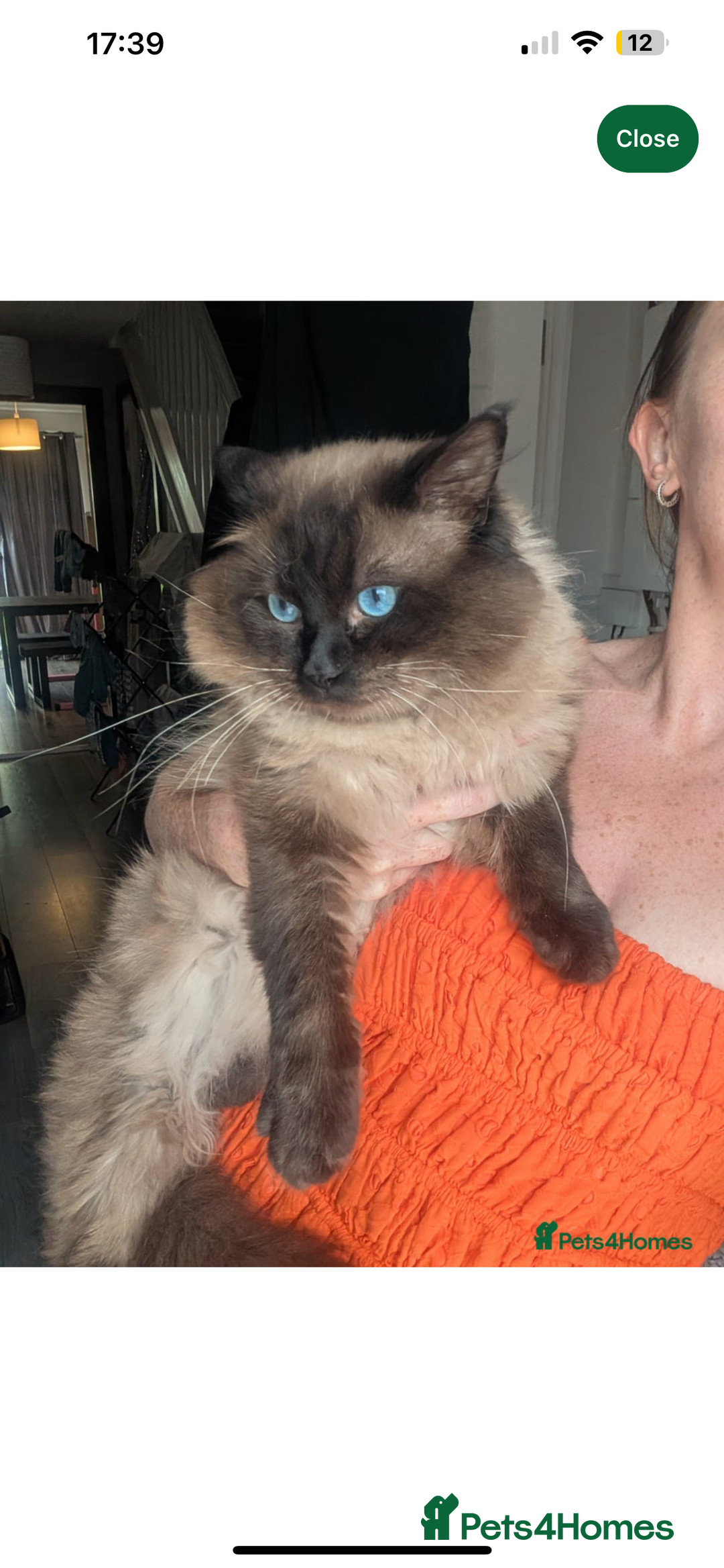 Ragdoll cats for sale: Stunning ragdoll kittens  - Advert 9