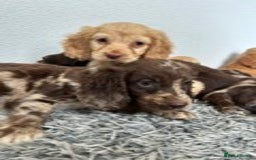 Cocker Spaniel dogs for sale: STUNNING COCKER SPANIEL PUPPIES  - Image 25