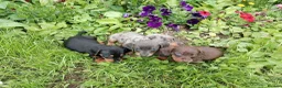 Miniature Dachshund dogs for sale: True Miniature dachshund last boy last girl  - Advert 6