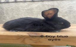 Continental Giant rabbits for sale: Pure bred continental giants - Image 7