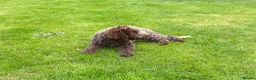 Lagotto Romagnolo dogs for sale: Lagotto Romagnolo puppies  - Advert 6