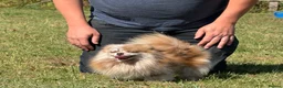Pomeranian dogs for sale: Petite Adult Chocolate Merle Pomeranian 2.8kg  - Advert 15