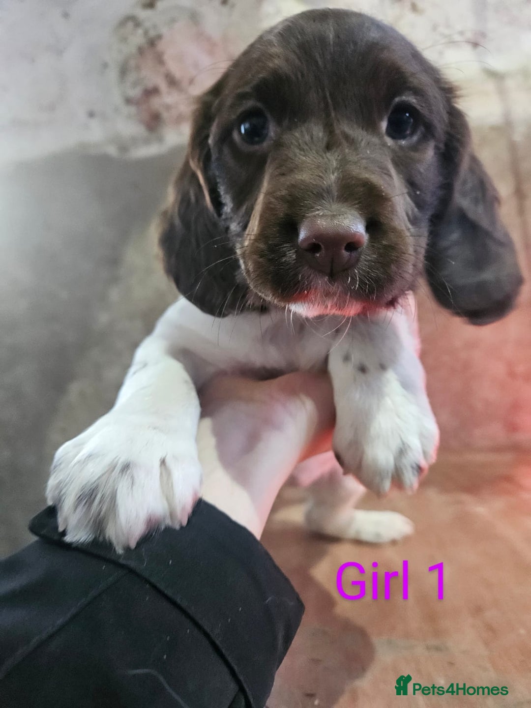 English Springer Spaniel dogs for sale: KC Registered Springer Spaniel Puppies  - Advert 16