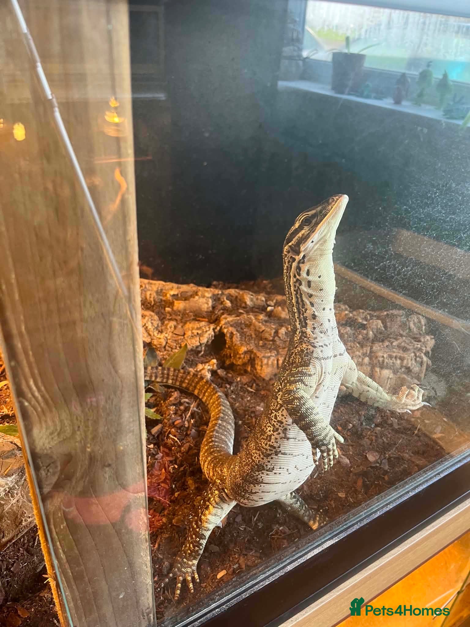 Iguana reptiles Argus monitor  - Advert 9