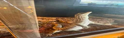 Iguana reptiles for sale: Argus monitor  - Advert 1