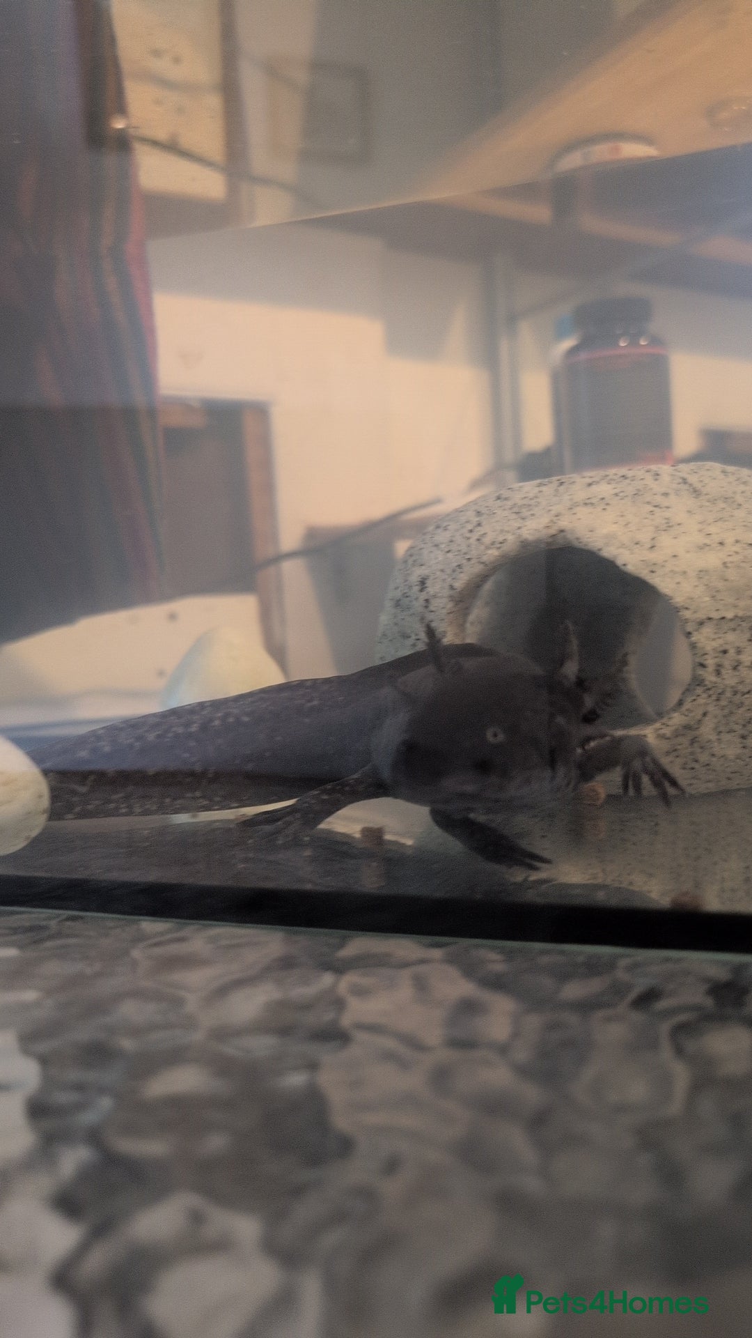 Axolotl reptiles for sale: Beautiful male axolotl  - Image 2