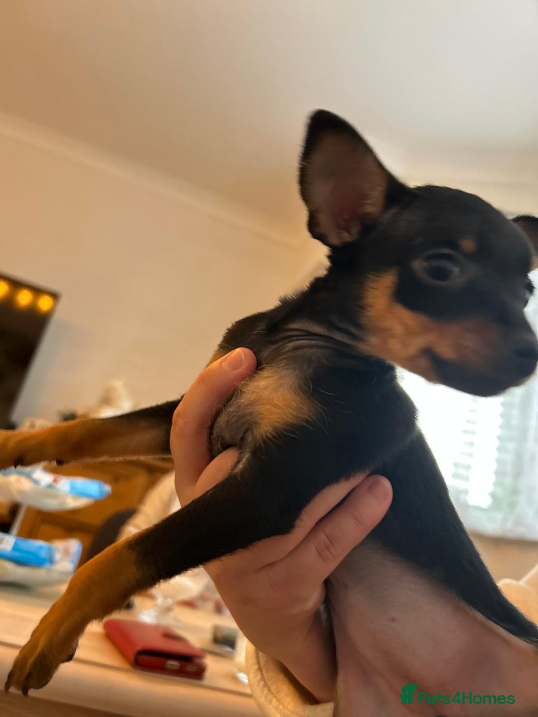 Miniature Pinscher dogs for sale: Prague Ratter– Mini Pinscher Puppies - Image 14