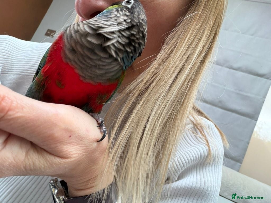 Conures birds Silly Tame Crimsonbellied Conure - Advert 17