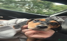 Mixed Breed dogs for sale: Beagle X Cocker Spaniel - Image 6