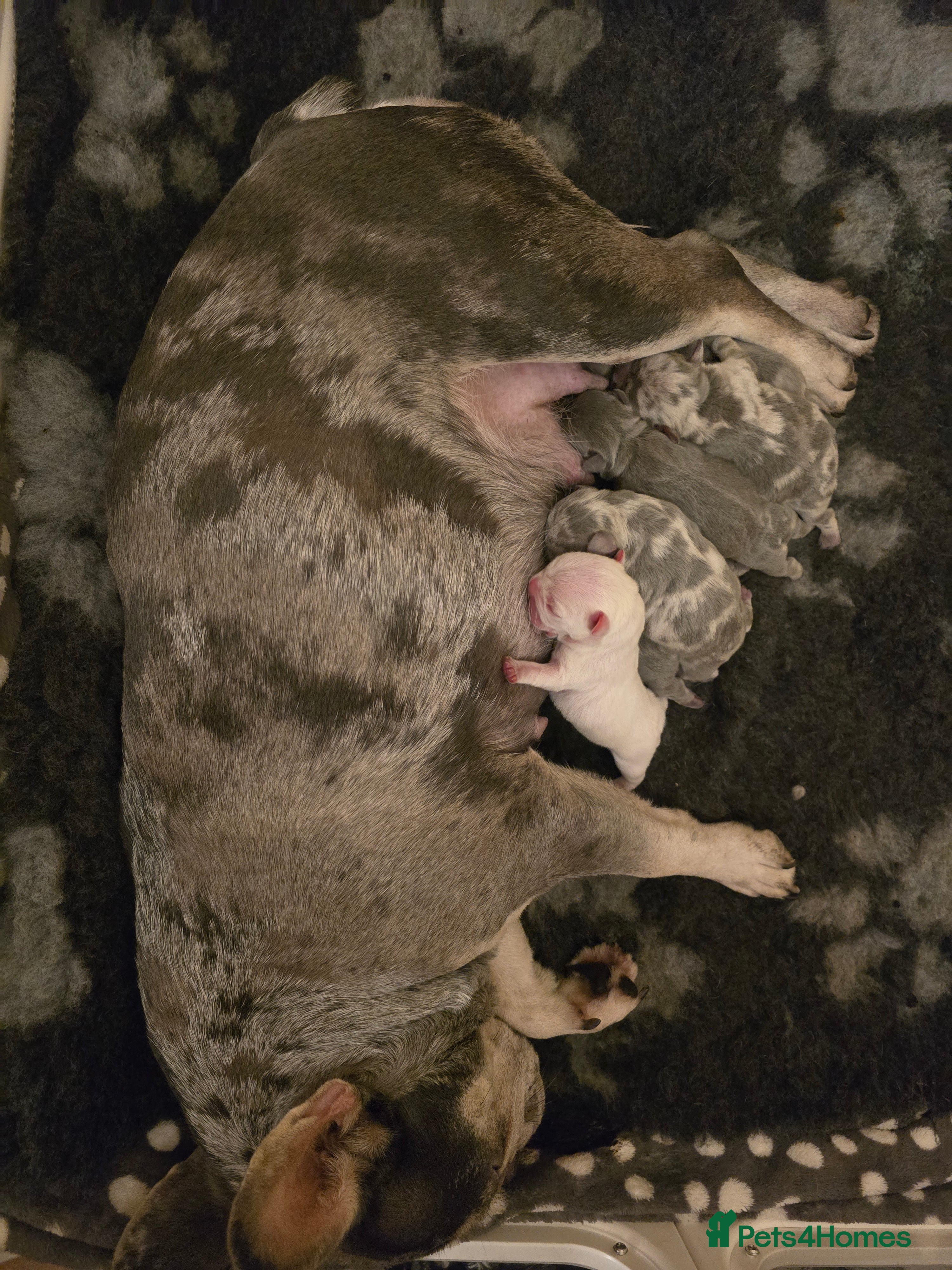 French Bulldog dogs Chunky Frenchie Puppies  - Advert 2