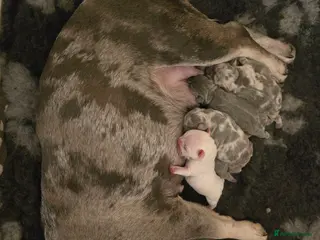 French Bulldog dogs Chunky Frenchie Puppies - Advert 1