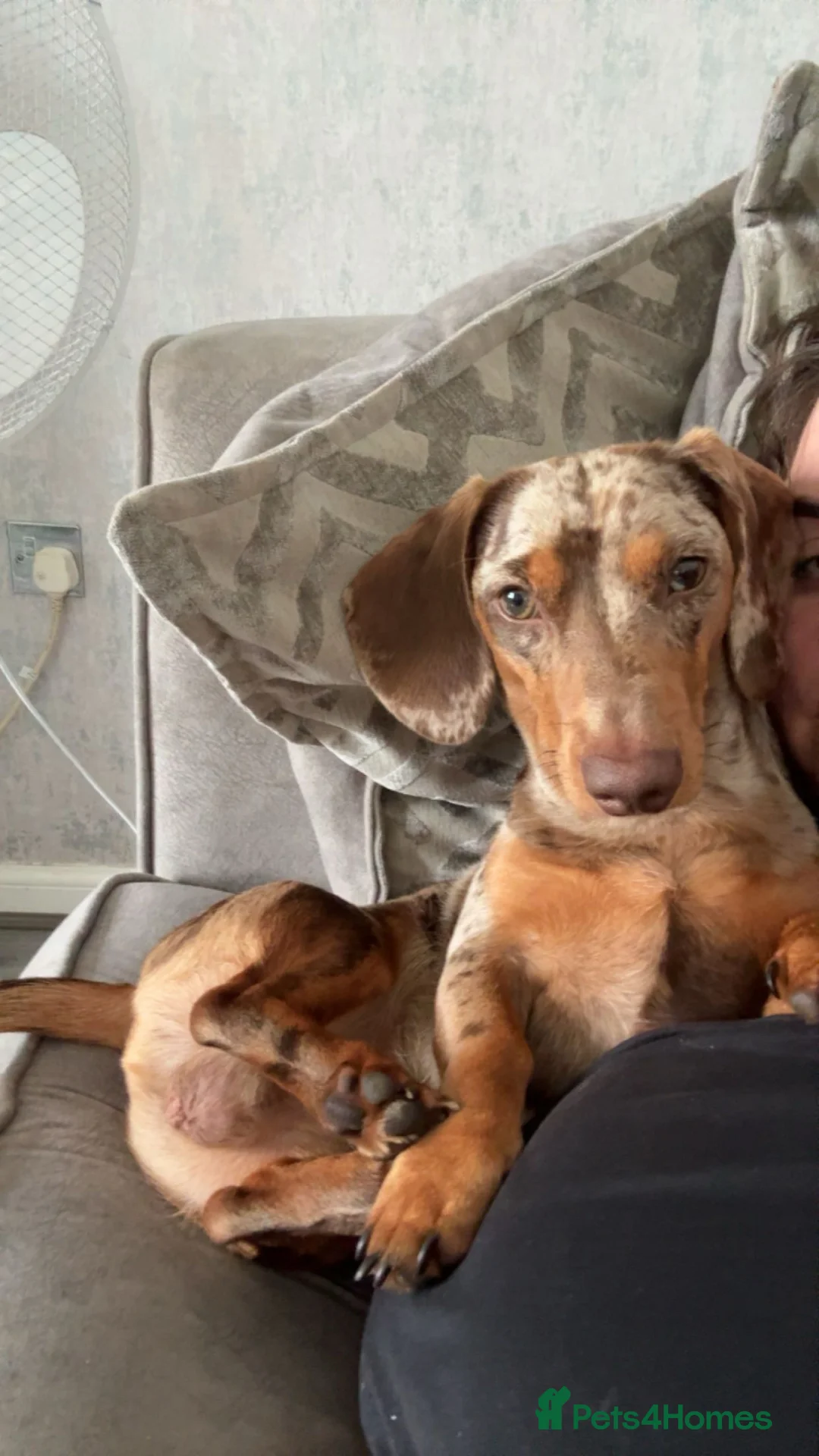 Miniature Dachshund dogs for sale: 1 year old miniature dachshund  - Advert 2