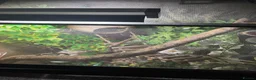 Gecko reptiles for sale: Gecko  - Advert 4