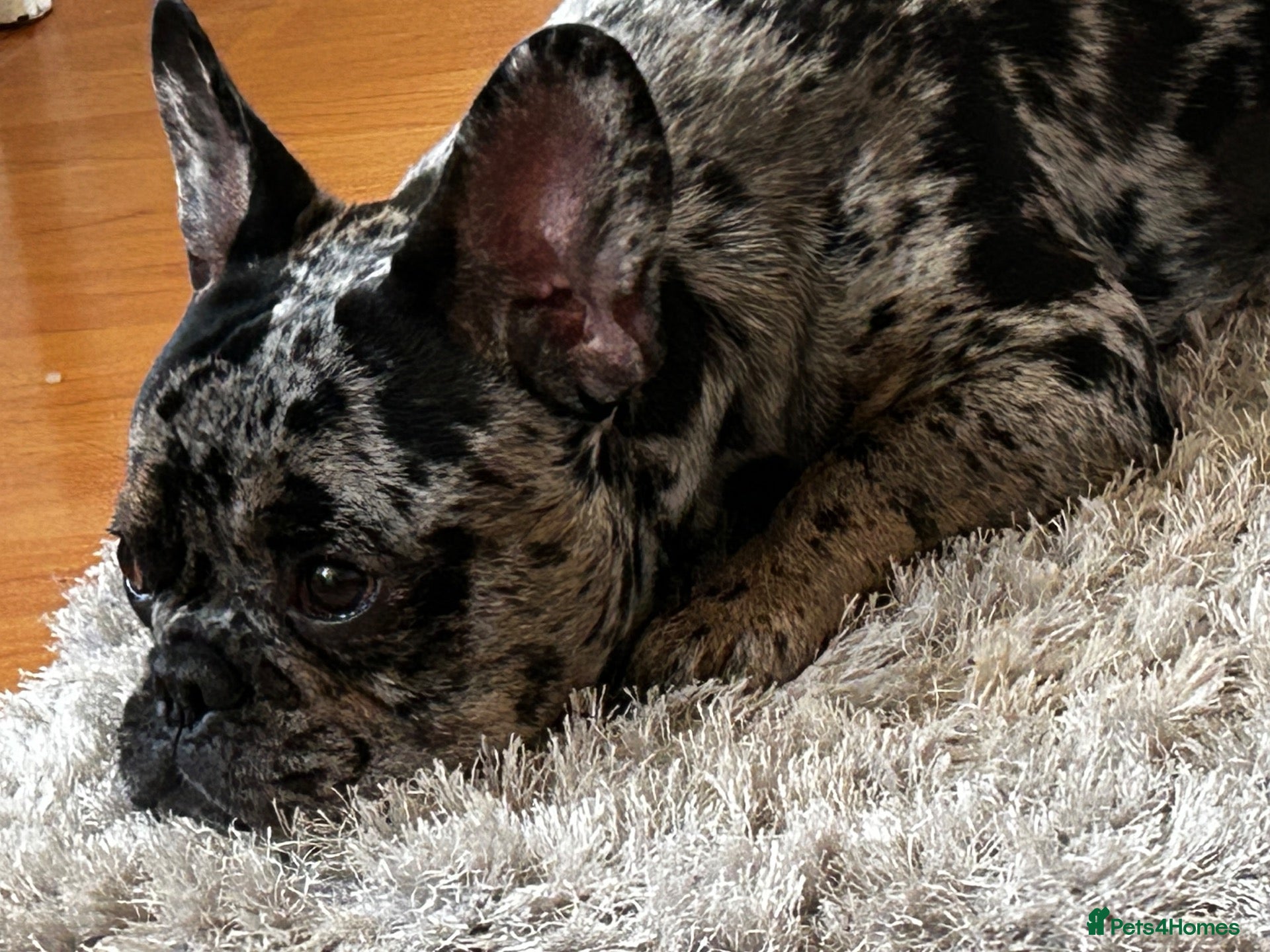 French Bulldog dogs for sale: Axel French bulldog - Advert 13