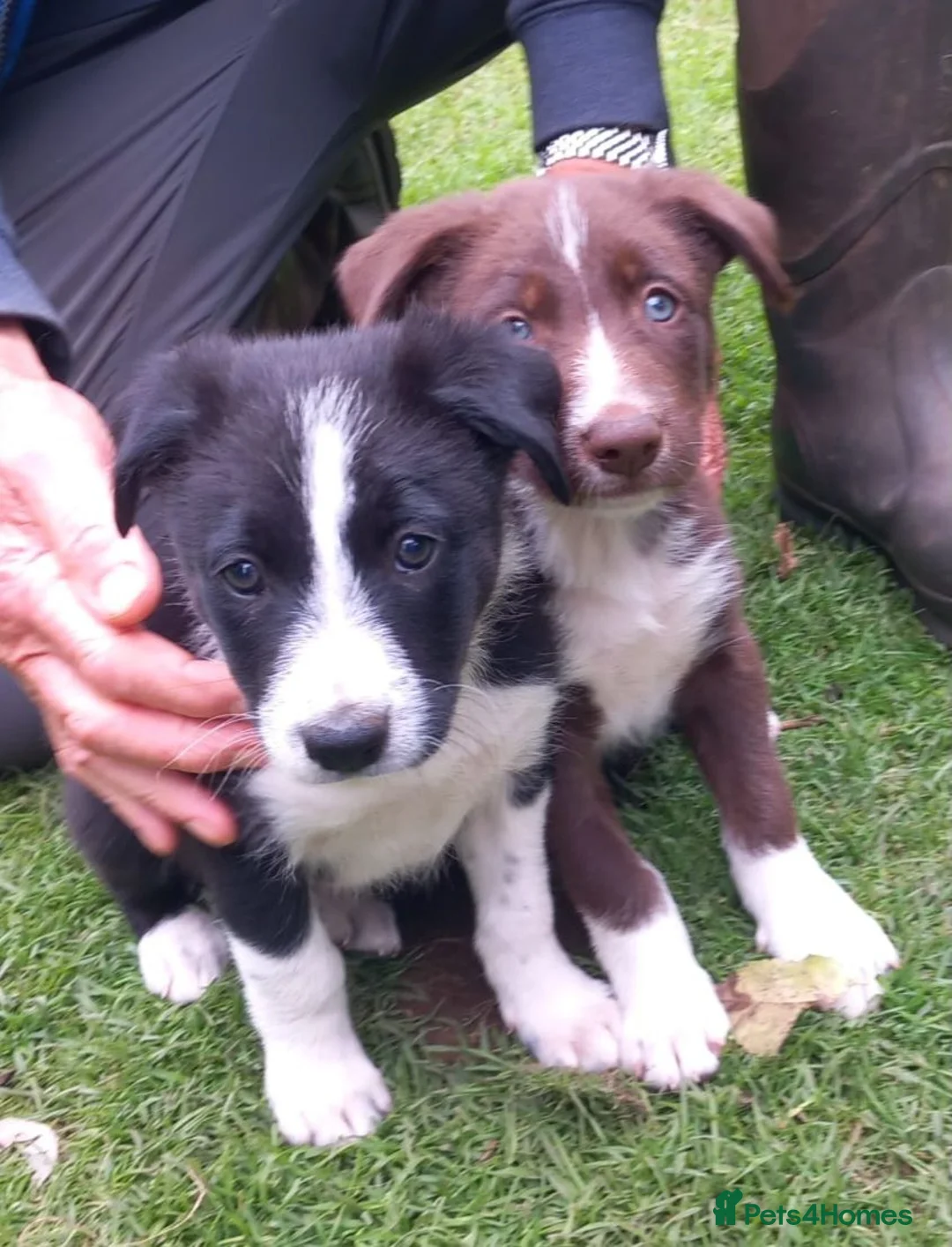 Border Collie dogs for sale: Looking for a good home in Maybole - Advert 4