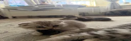 Scottish Fold cats for sale: Stunning British Shorthair/Scottish Fold Kittens🐾 in London - Advert 3