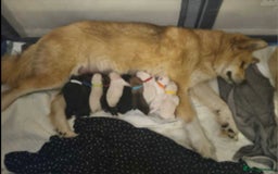 Akita dogs for sale: American akita x3  - Image 2