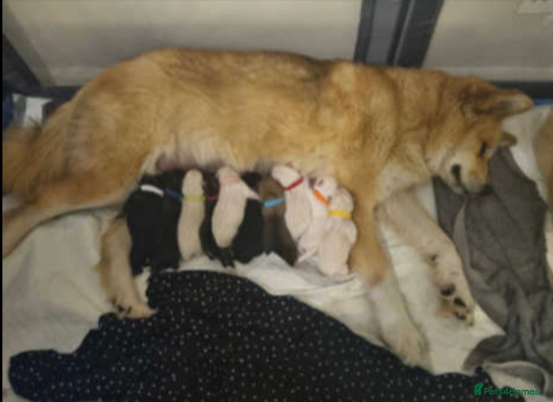 Akita dogs for sale: American akita x3  - Image 2