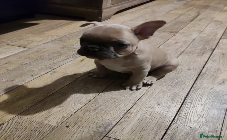 French Bulldog dogs - Advert 4