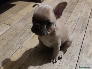 French Bulldog dogs - Advert 4