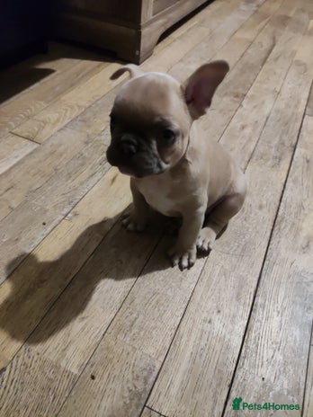 French Bulldog dogs - Advert 4