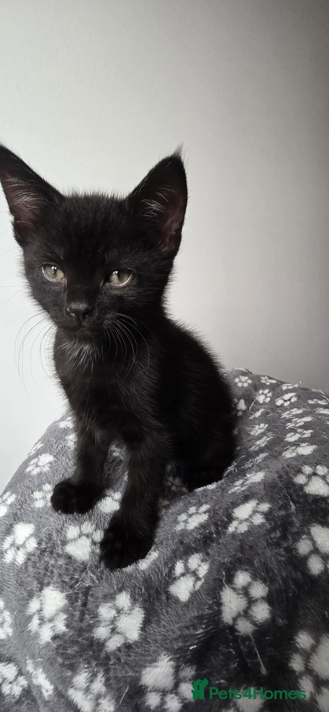 Mixed Breed cats for sale: 4 boys  in Hull - Advert 2