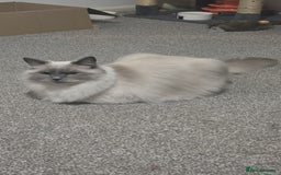 Ragdoll cats for sale: Ragdoll for sale  - Image 8