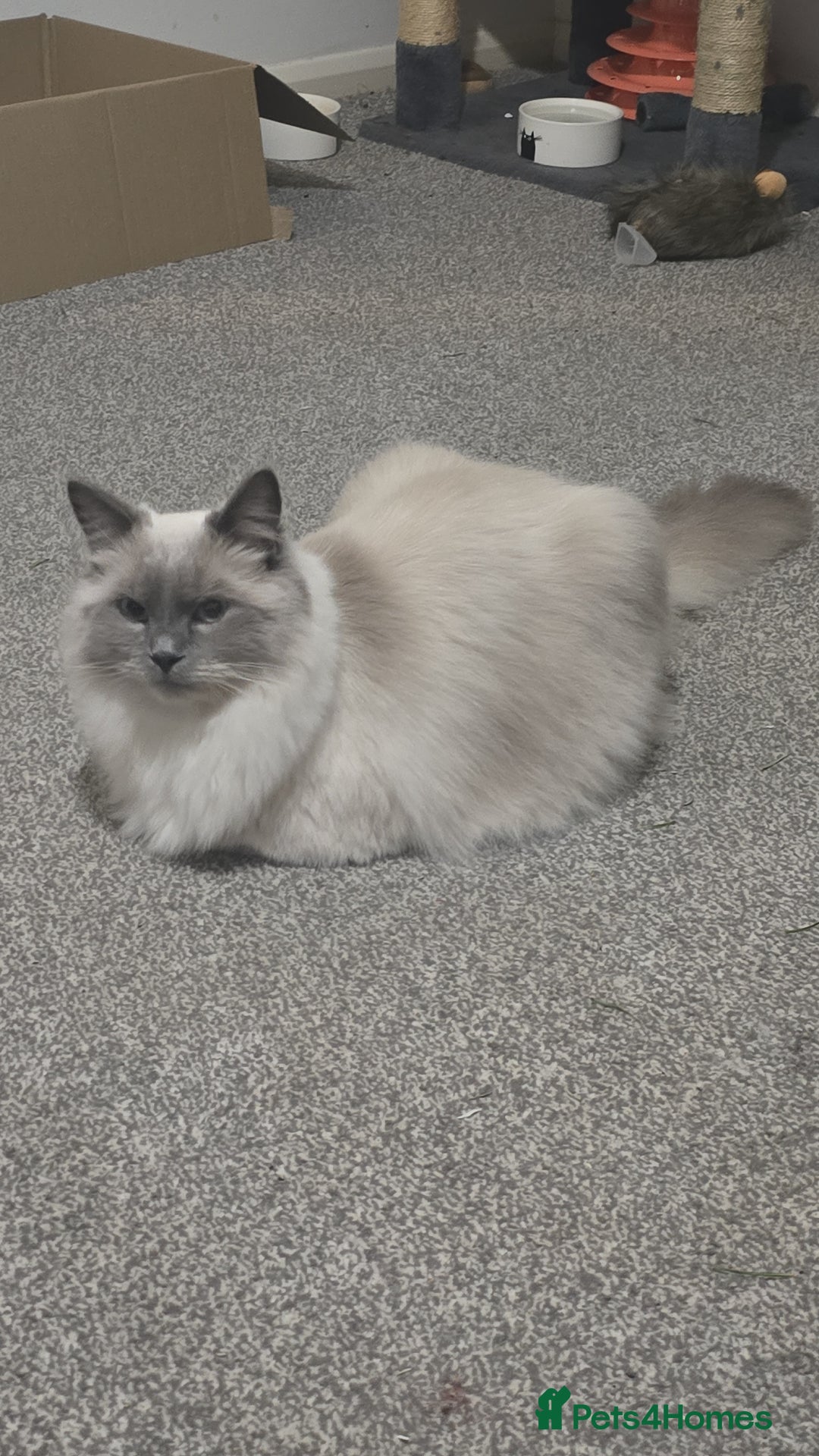 Ragdoll cats for sale: Ragdoll for sale  - Image 8