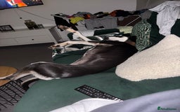 Mixed Breed dogs for sale: Loving beautiful female Saluki whippet - Image 2