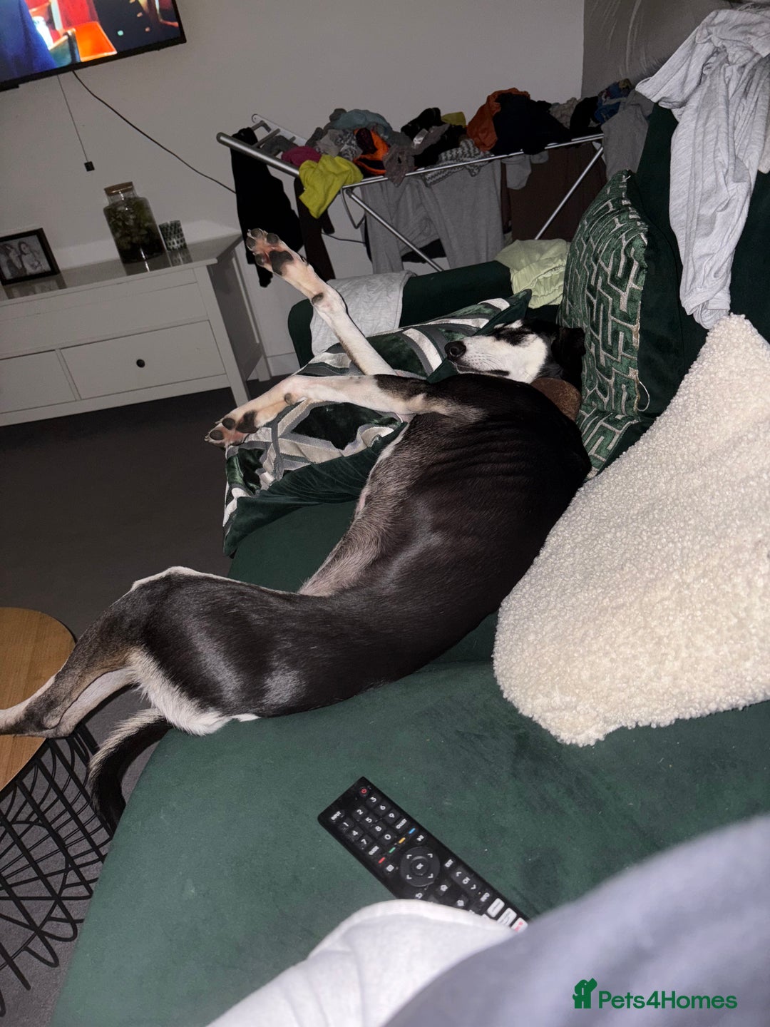 Mixed Breed dogs for sale: Loving beautiful female Saluki whippet - Image 2
