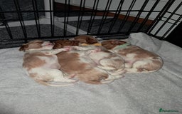 Cavalier King Charles Spaniel dogs for sale: Cavalier Puppies - Image 2